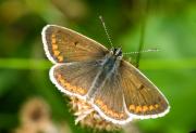 Brown Argus butterfly at Polzeath. Cornwall UK.