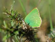 Green Hairstreak butterfly at Breney Common.NR. Cornwall UK.