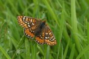 Marsh Fritillary butterfly at Breney.