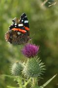 Red Admiral butterfly. Walmsley. Cornwall UK.