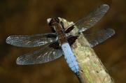 Male Broad-bodied Chaser dragonfly at Walmsley. Wadebridge, Cornwall UK.