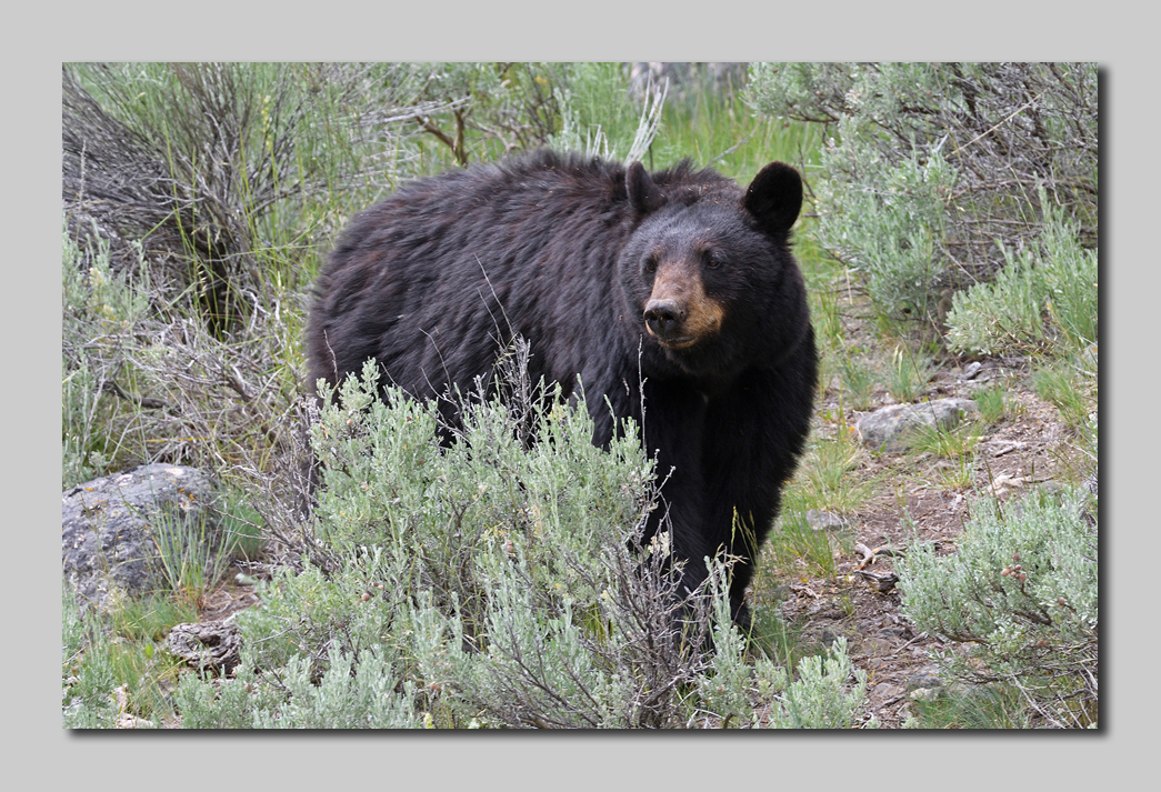 Black bear