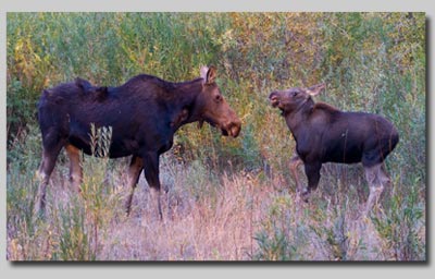 Moose cow and calf. 