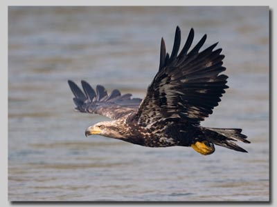 Bald eagle in flight