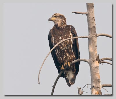 Bald eagle in tree