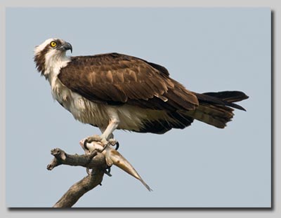 Osprey with a fish