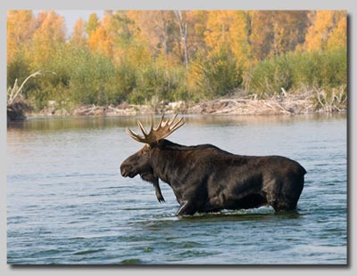 Bull Moose crossing the Gros Ventre river.