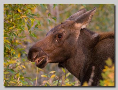 Moose calf