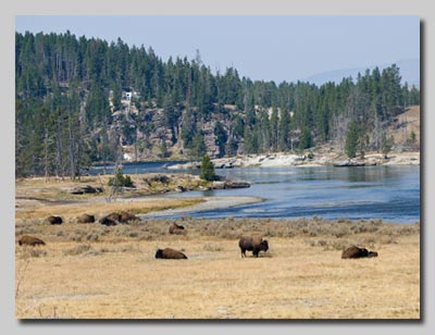 Bison in the Hayden valley basin 