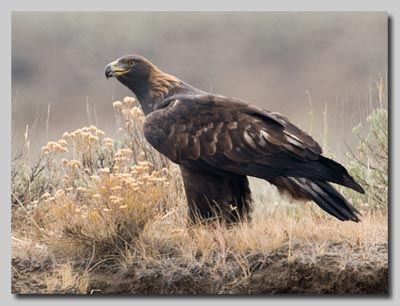 Golden Eagle near Soda Butte