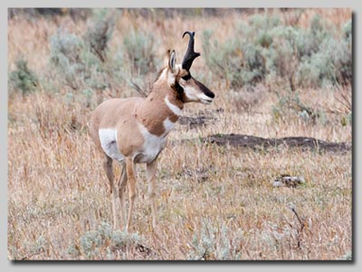 Pronghorn Antelope in Grand Teton National Park.