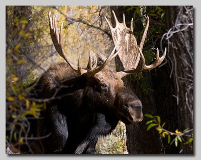 Bull Moose walking toward our camper and barbecue! 