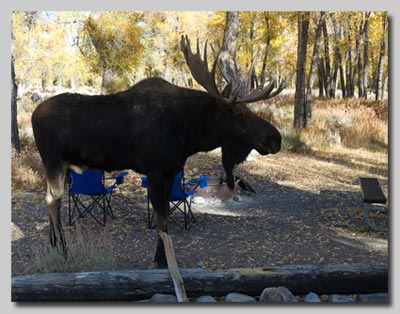 Bull Moose amongst our camping chairs as we cower in the half-open door of the campervan!