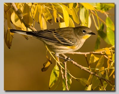 An unidentified warbler 