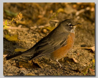 A North American Robin