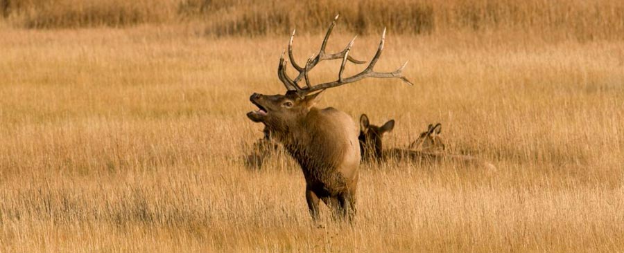 Bull Elk at Madison